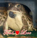 Spring Toad 1 150