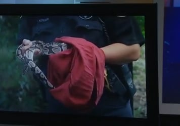 Python Snakehouston