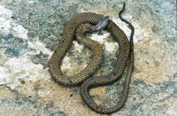 Puerto Rico Snake01