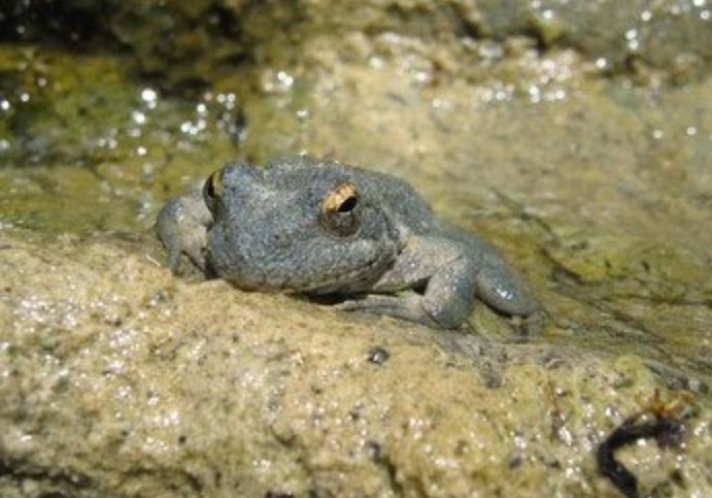 Yellow Legged Frog