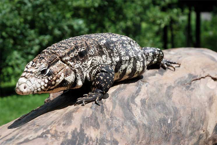 Tegu Lizard11