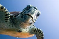 Green Sea Turtle 200