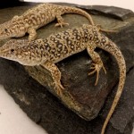 Steppe2 600