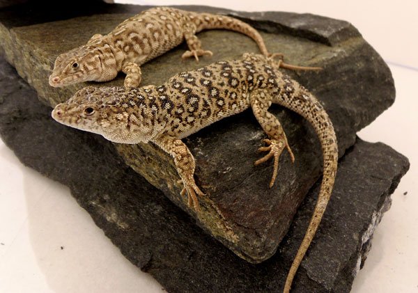 Steppe2 600