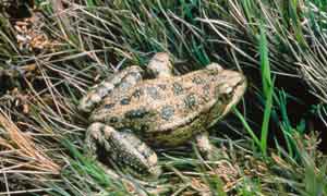 Red Legged Frog300