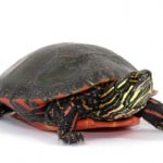 Painted Turtle1