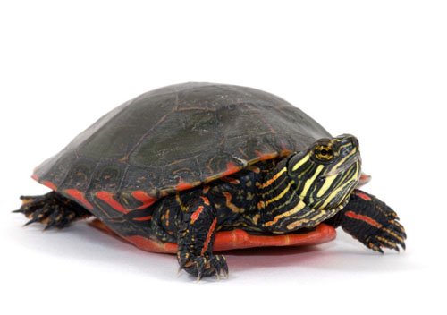 Painted Turtle1