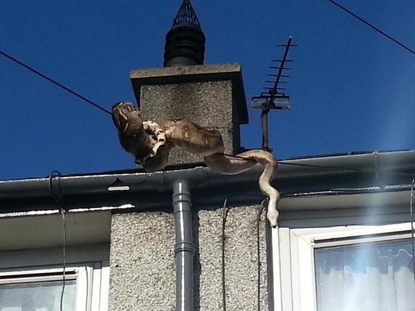 Snake Telephone Wire