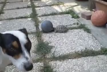 Tortoise2