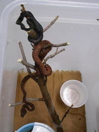Annulatedtreeboa200