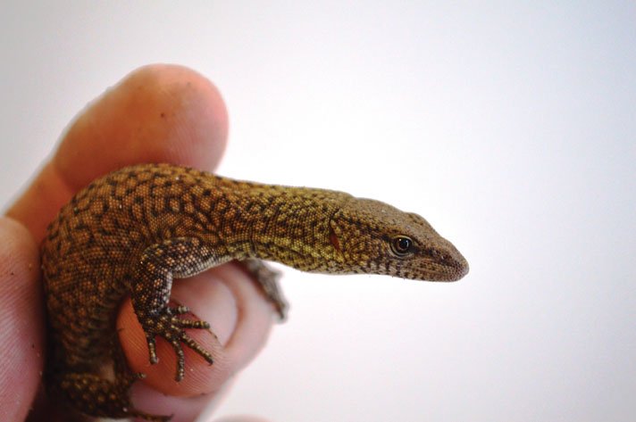 Varanus Kingorum18
