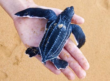 Baby Leatherback350