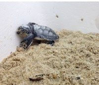 Seaturtle200