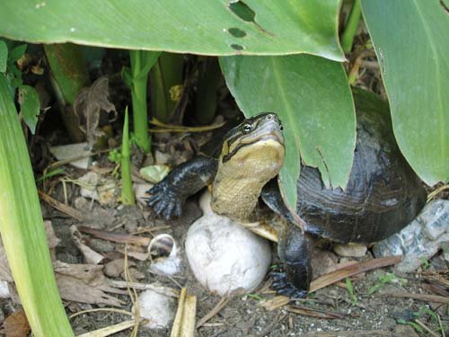 Asian Box Turtle12