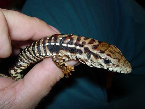 Red Tegu Baby 500