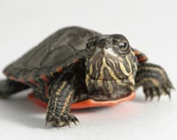 Baby Turtle 200
