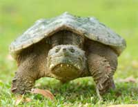 Sc Turtle Ban 200