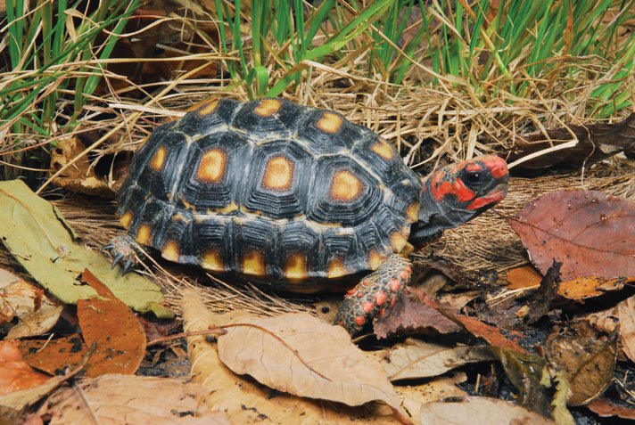 Red Foot Tortoise