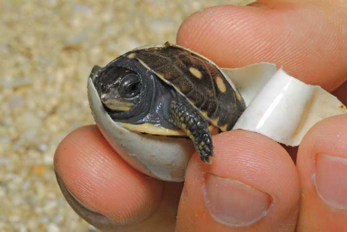 4 Inch Turtle Law