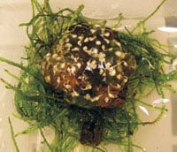 Mantella Eggs 200