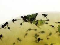 American Tadpoles 200