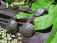 Painted Turtle200