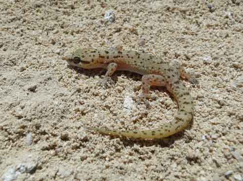 Hemidactylus Robustus500