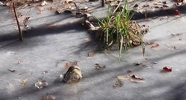 Alligator Frozen In Swamp