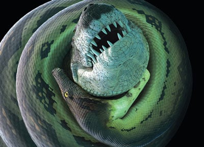 Boa Croc400