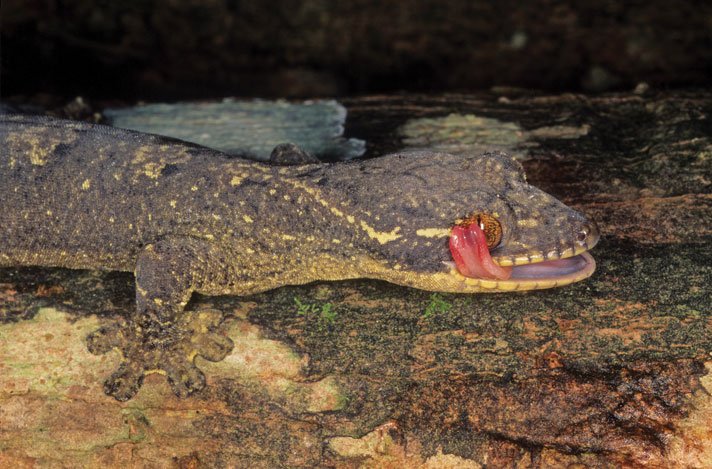 Thecadactylus Rapicauda
