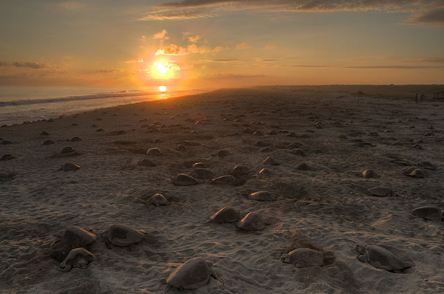 Sea Turtles Nesting