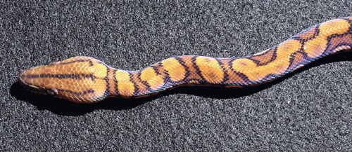 Rainbow Boa 1 500