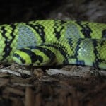 Mandarinratsnake5