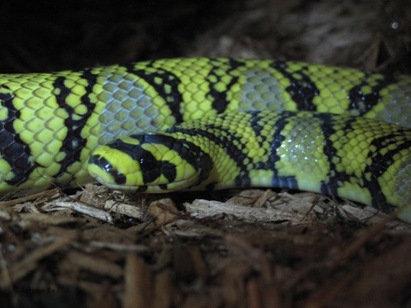 Mandarinratsnake5