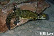 Mali Uromastyx