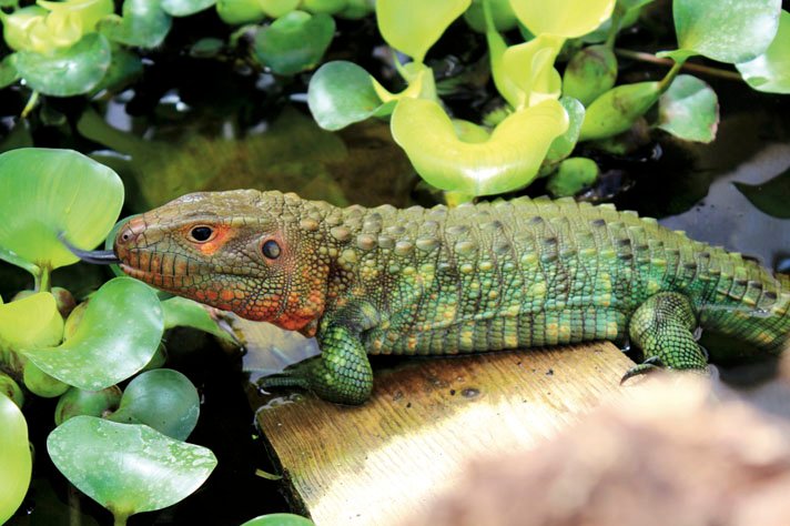 Caiman Lizard