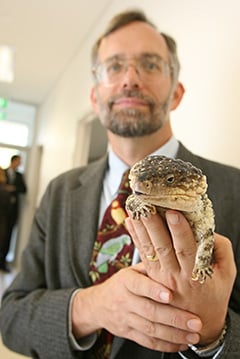 Shingleback Skink