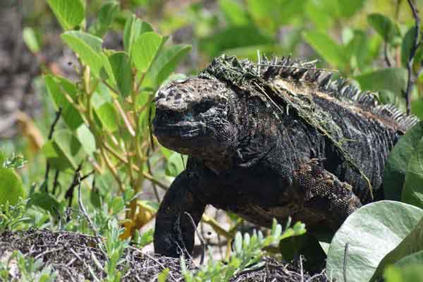 Marine Iguana2