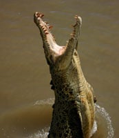 Crocodile Jumping200
