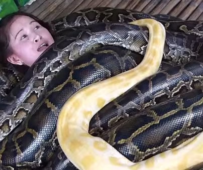 Snakemassage Big