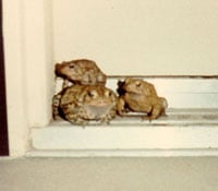 Toads Blog 200