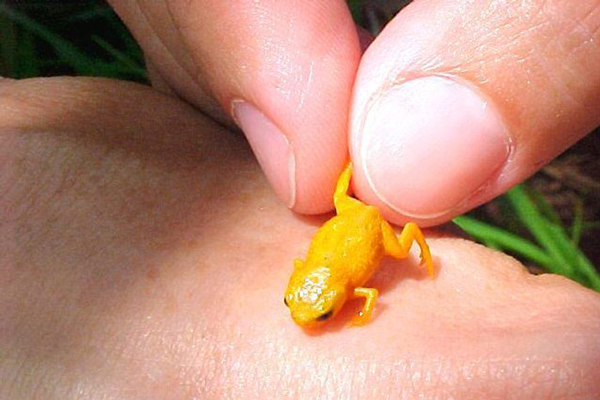 Brachycephalus Frog