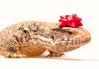 Reptile Gift 200