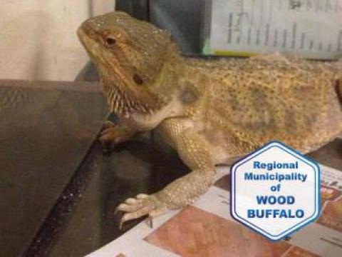 Exotic Lizard