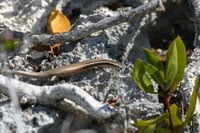 Skinks200