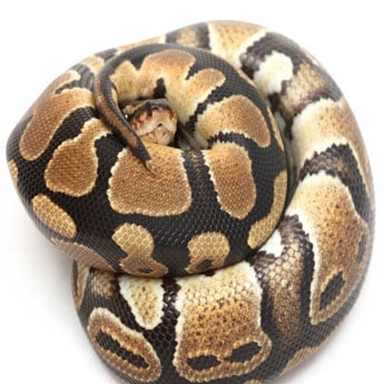 Ballpython345