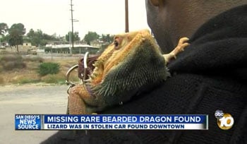 Drako Bearded 350