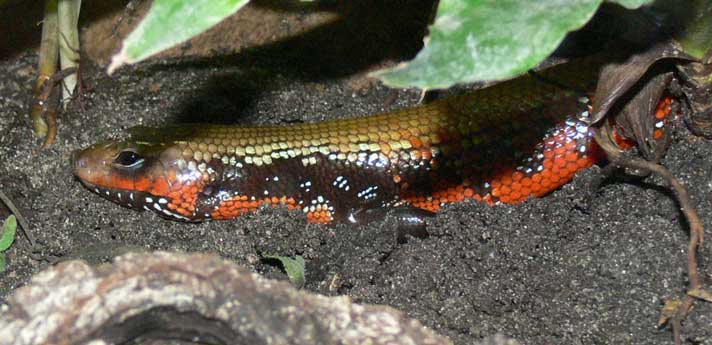 Riopa Fernandi