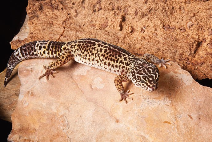 Leopard Gecko001