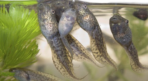 Tadpoles6002